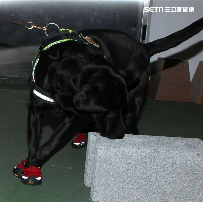 憲兵軍犬分隊進行不同軍犬實施氣味連結、初階搜索、偵爆能力、辦公室搜索、雜物堆搜尋及簡易炸彈爆破等操演。（邱榮吉/攝影）