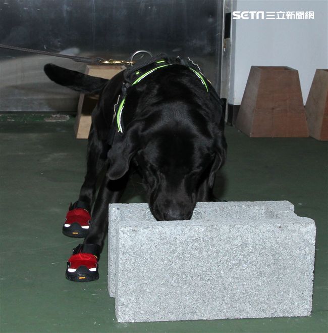 憲兵軍犬分隊進行不同軍犬實施氣味連結、初階搜索、偵爆能力、辦公室搜索、雜物堆搜尋及簡易炸彈爆破等操演。（記者邱榮吉/攝影）