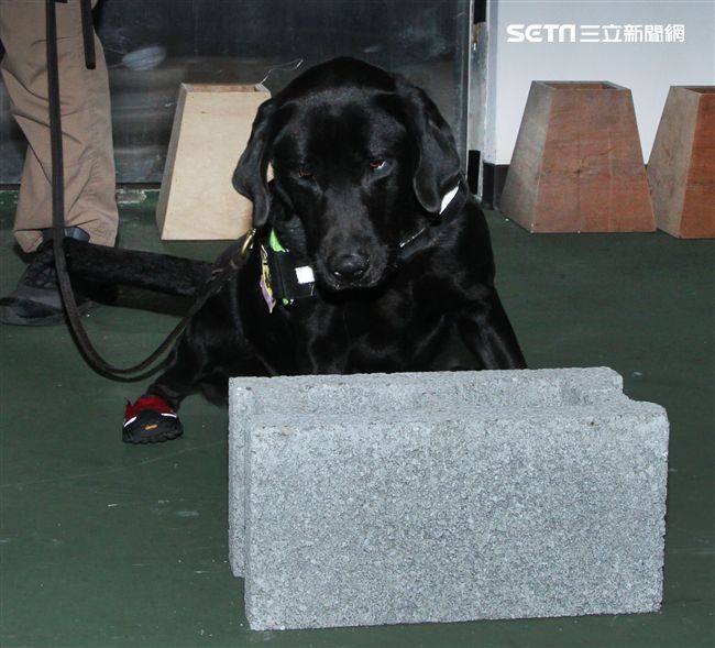 憲兵軍犬分隊進行不同軍犬實施氣味連結、初階搜索、偵爆能力、辦公室搜索、雜物堆搜尋及簡易炸彈爆破等操演。（記者邱榮吉/攝影）