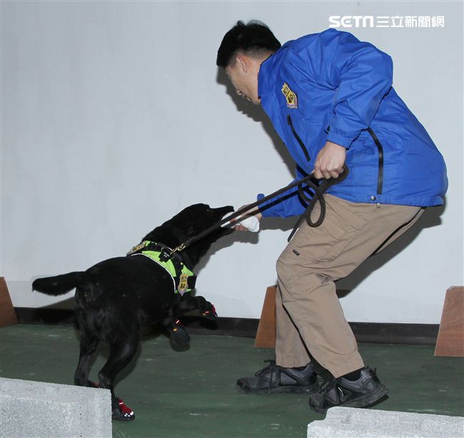 憲兵軍犬分隊進行不同軍犬實施氣味連結、初階搜索、偵爆能力、辦公室搜索、雜物堆搜尋及簡易炸彈爆破等操演。（記者邱榮吉/攝影）