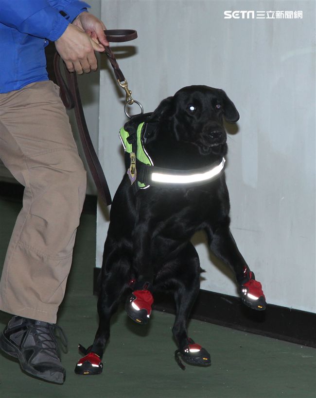 憲兵軍犬分隊進行不同軍犬實施氣味連結、初階搜索、偵爆能力、辦公室搜索、雜物堆搜尋及簡易炸彈爆破等操演。（記者邱榮吉/攝影）