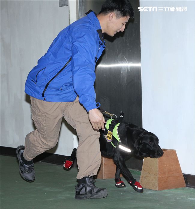 憲兵軍犬分隊進行不同軍犬實施氣味連結、初階搜索、偵爆能力、辦公室搜索、雜物堆搜尋及簡易炸彈爆破等操演。（記者邱榮吉/攝影）