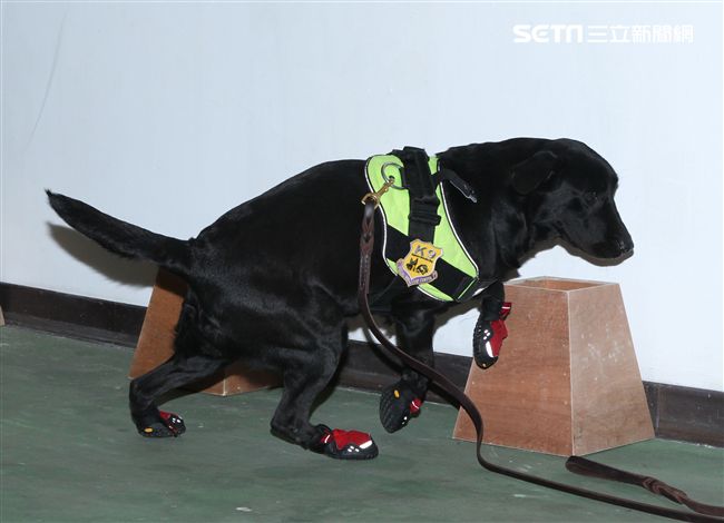 憲兵軍犬分隊進行不同軍犬實施氣味連結、初階搜索、偵爆能力、辦公室搜索、雜物堆搜尋及簡易炸彈爆破等操演。（記者邱榮吉/攝影）