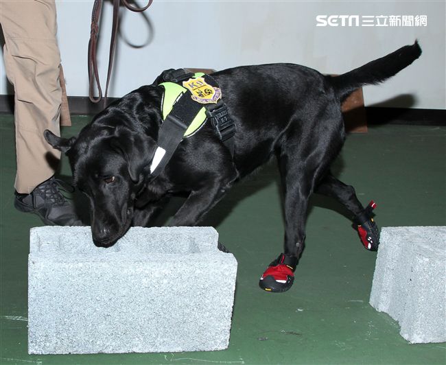 憲兵軍犬分隊進行不同軍犬實施氣味連結、初階搜索、偵爆能力、辦公室搜索、雜物堆搜尋及簡易炸彈爆破等操演。（記者邱榮吉/攝影）
