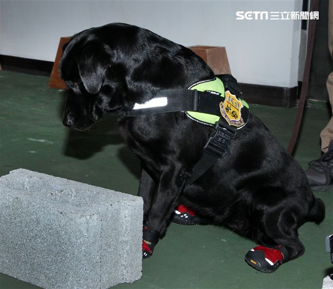 憲兵軍犬分隊進行不同軍犬實施氣味連結、初階搜索、偵爆能力、辦公室搜索、雜物堆搜尋及簡易炸彈爆破等操演。（記者邱榮吉/攝影）