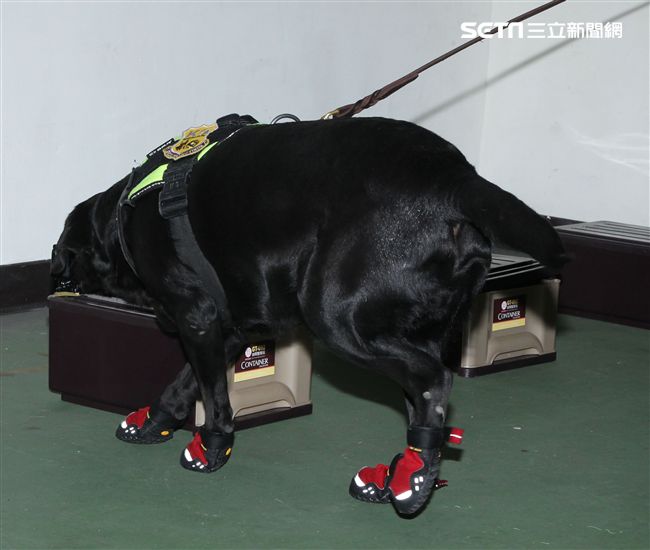 憲兵軍犬分隊進行不同軍犬實施氣味連結、初階搜索、偵爆能力、辦公室搜索、雜物堆搜尋及簡易炸彈爆破等操演。（邱榮吉/攝影）