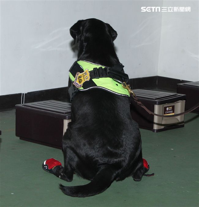 憲兵軍犬分隊進行不同軍犬實施氣味連結、初階搜索、偵爆能力、辦公室搜索、雜物堆搜尋及簡易炸彈爆破等操演。（記者邱榮吉/攝影）