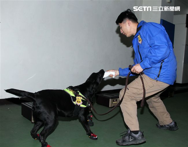 憲兵軍犬分隊進行不同軍犬實施氣味連結、初階搜索、偵爆能力、辦公室搜索、雜物堆搜尋及簡易炸彈爆破等操演。（邱榮吉/攝影）