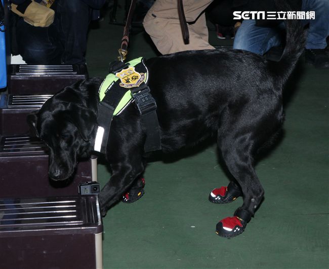 憲兵軍犬分隊進行不同軍犬實施氣味連結、初階搜索、偵爆能力、辦公室搜索、雜物堆搜尋及簡易炸彈爆破等操演。（記者邱榮吉/攝影）