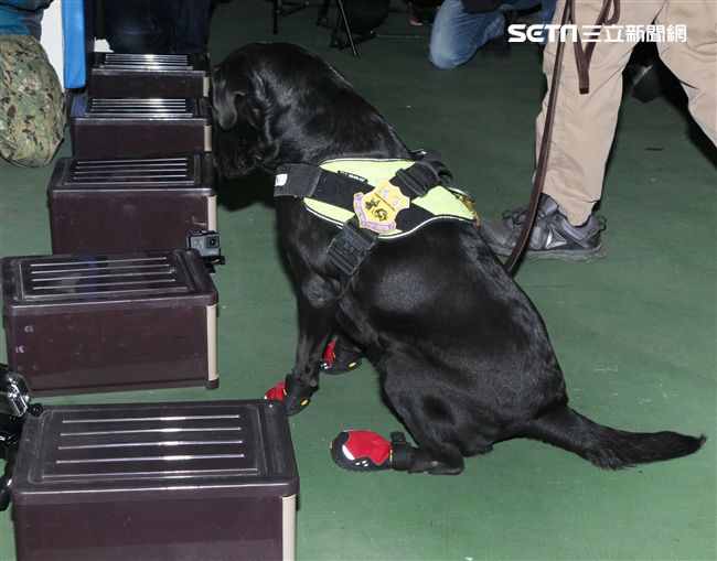 憲兵軍犬分隊進行不同軍犬實施氣味連結、初階搜索、偵爆能力、辦公室搜索、雜物堆搜尋及簡易炸彈爆破等操演。（記者邱榮吉/攝影）
