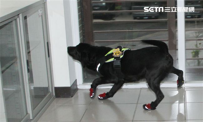 憲兵軍犬分隊進行不同軍犬實施氣味連結、初階搜索、偵爆能力、辦公室搜索、雜物堆搜尋及簡易炸彈爆破等操演。（記者邱榮吉/攝影）