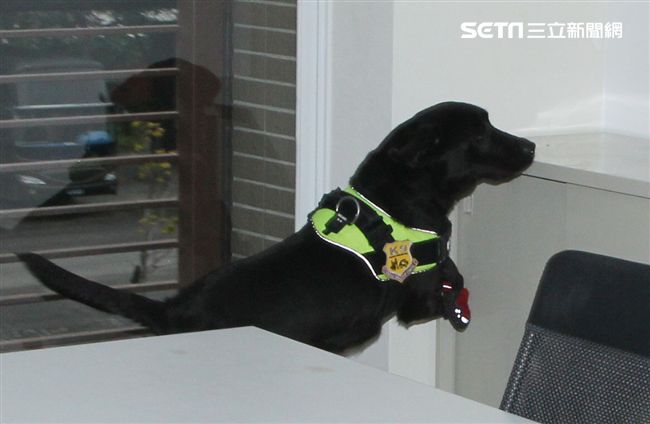 憲兵軍犬分隊進行不同軍犬實施氣味連結、初階搜索、偵爆能力、辦公室搜索、雜物堆搜尋及簡易炸彈爆破等操演。（記者邱榮吉/攝影）