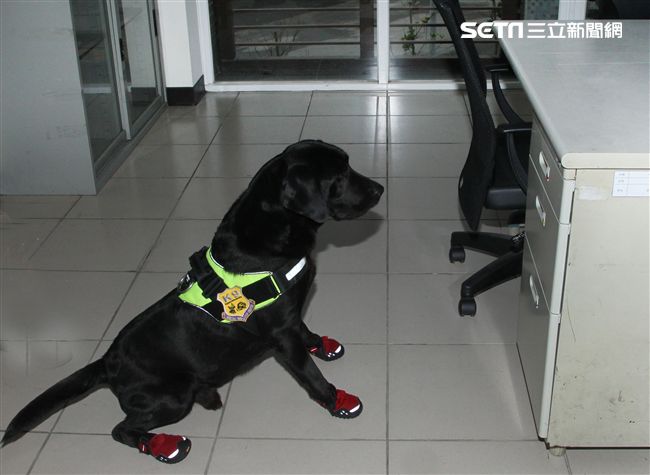 憲兵軍犬分隊進行不同軍犬實施氣味連結、初階搜索、偵爆能力、辦公室搜索、雜物堆搜尋及簡易炸彈爆破等操演。（記者邱榮吉/攝影）