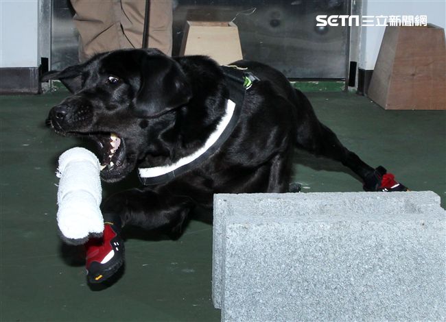 憲兵軍犬分隊進行不同軍犬實施氣味連結、初階搜索、偵爆能力、辦公室搜索、雜物堆搜尋及簡易炸彈爆破等操演。（記者邱榮吉/攝影）