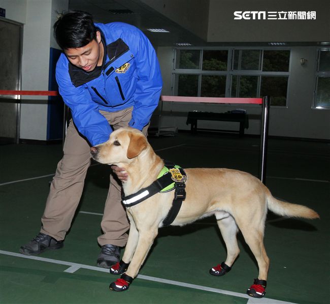 憲兵軍犬分隊進行不同軍犬實施氣味連結、初階搜索、偵爆能力、辦公室搜索、雜物堆搜尋及簡易炸彈爆破等操演。（記者邱榮吉/攝影）