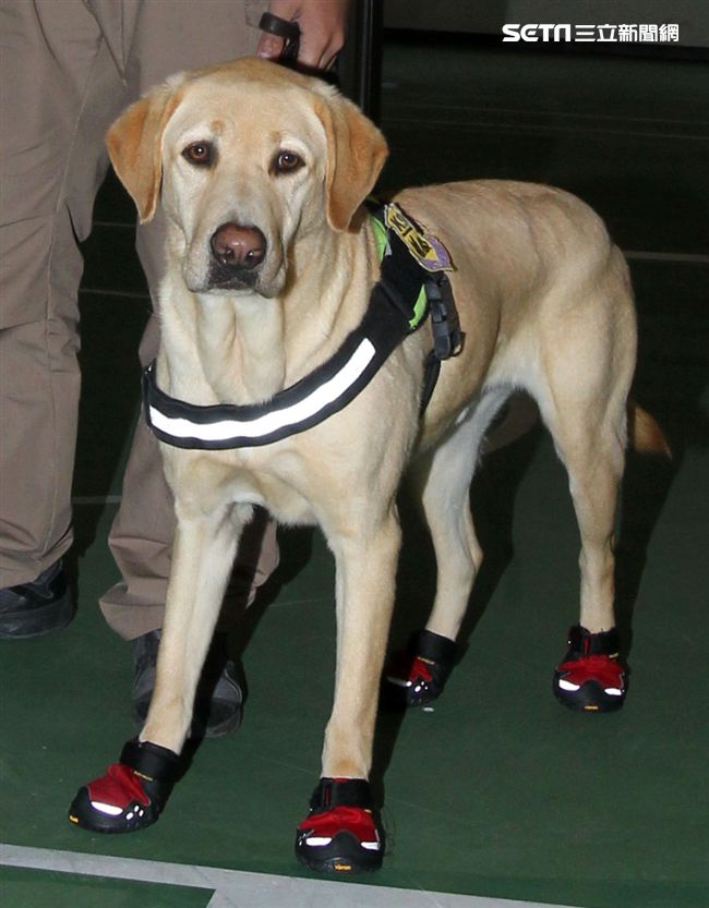 憲兵軍犬分隊進行不同軍犬實施氣味連結、初階搜索、偵爆能力、辦公室搜索、雜物堆搜尋及簡易炸彈爆破等操演。（記者邱榮吉/攝影）