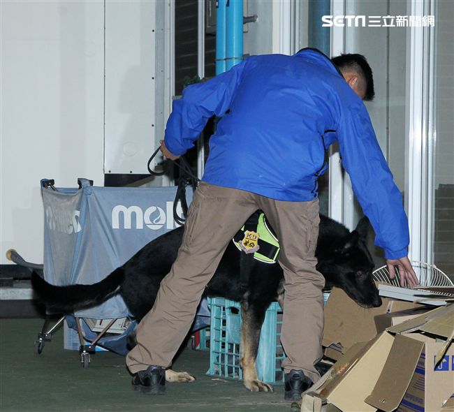 憲兵軍犬分隊進行不同軍犬實施氣味連結、初階搜索、偵爆能力、辦公室搜索、雜物堆搜尋及簡易炸彈爆破等操演。（記者邱榮吉/攝影）