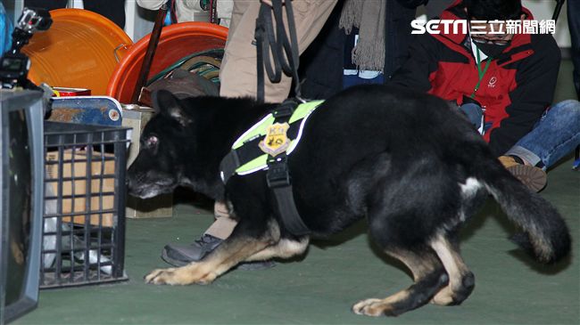 憲兵軍犬分隊進行不同軍犬實施氣味連結、初階搜索、偵爆能力、辦公室搜索、雜物堆搜尋及簡易炸彈爆破等操演。（記者邱榮吉/攝影）