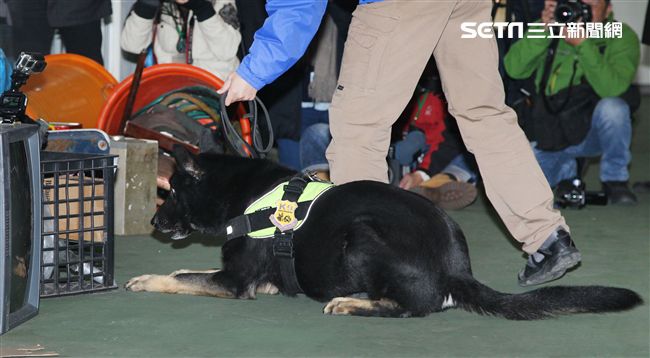 憲兵軍犬分隊進行不同軍犬實施氣味連結、初階搜索、偵爆能力、辦公室搜索、雜物堆搜尋及簡易炸彈爆破等操演。（記者邱榮吉/攝影）