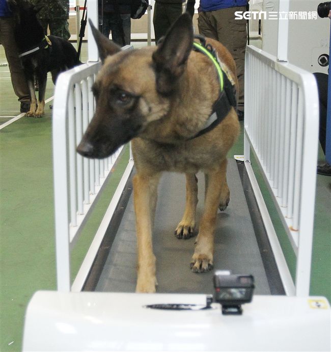 憲兵軍犬分隊進行不同軍犬實施氣味連結、初階搜索、偵爆能力、辦公室搜索、雜物堆搜尋及簡易炸彈爆破等操演。（記者邱榮吉/攝影）