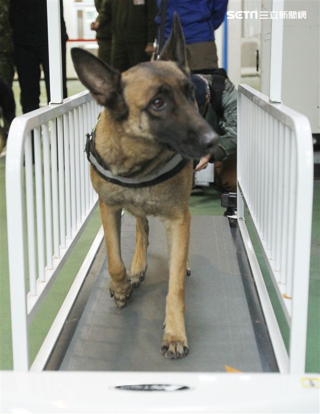 憲兵軍犬分隊進行不同軍犬實施氣味連結、初階搜索、偵爆能力、辦公室搜索、雜物堆搜尋及簡易炸彈爆破等操演。（記者邱榮吉/攝影）
