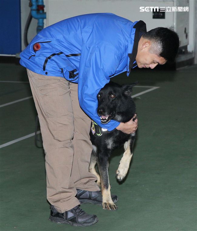 憲兵軍犬分隊進行不同軍犬實施氣味連結、初階搜索、偵爆能力、辦公室搜索、雜物堆搜尋及簡易炸彈爆破等操演。（記者邱榮吉/攝影）