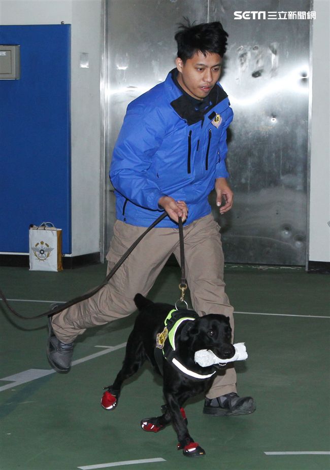 憲兵軍犬分隊進行不同軍犬實施氣味連結、初階搜索、偵爆能力、辦公室搜索、雜物堆搜尋及簡易炸彈爆破等操演。（記者邱榮吉/攝影）