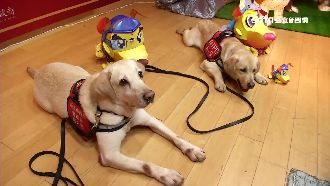 主燈設計靈感是牠　萌警犬福星長大了