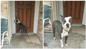 美國德州一隻比特犬米克斯被主人遺棄在家門外（圖／翻攝自臉書）