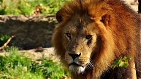 獅子,動物（圖／翻攝自Pixabay）
https://pixabay.com/zh/%E7%8B%AE%E5%AD%90-%E6%8D%95%E9%A3%9F-%E5%8D%B1%E9%99%A9-%E9%AC%83%E6%AF%9B-%E7%8C%AB-%E7%94%B7%E6%80%A7-%E5%8A%A8%E7%89%A9%E5%9B%AD-%E9%87%8E%E7%94%9F%E5%8
