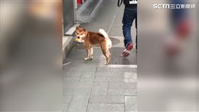 柴犬點頭