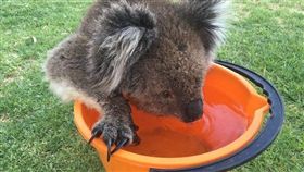 無尾熊討水喝／Craig Cook推特　https://goo.gl/WUHAoz