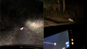 貓,山神,寵物,貓星人,日本,國道,迷路,帶路 圖/翻攝自@zc31s_Monster