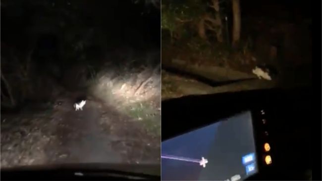 男迷路困深山　山神化身貓咪幫帶路
