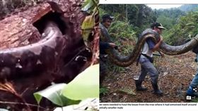 母蛇樹幹「開房間」　遭不識相村民打斷高潮…煮成熱炒配飯
圖／翻攝自YouTube、每日郵報