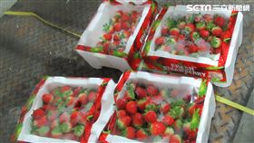 印度出口「TEESTA VALLEY EXPORTS LTD伯爵茶(EARL GREY TEA IN NYLON TEA BAG)」檢出殘留農藥含量不符規定
圖/食藥署

韓國出口「JOON INTERNATIONAL草莓(FRESH STRAWBERRIES)」檢出殘留農藥含量不符規定
