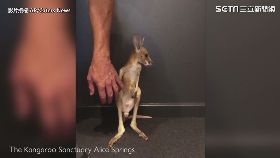 小袋鼠害羞練跳　超可愛模樣萌翻千萬網友