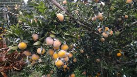 柑橘,茂谷柑,水果,白色粉末,農藥,石灰粉,碳酸鈣,防曬
（圖／翻攝自爆料公社）