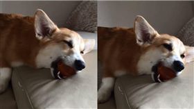 狗,毛孩,睡覺,睡姿,球　圖／翻攝自IG