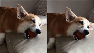 貪玩柯基玩太累…咬球睡著笑翻飼主！