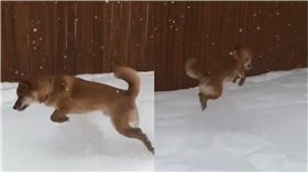 柴柴,毛孩,狗,汪星人,下雪,彈跳　圖／翻攝IG