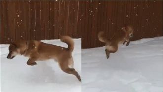 柴柴看到雪嗨翻　一秒變身「袋鼠柴」
