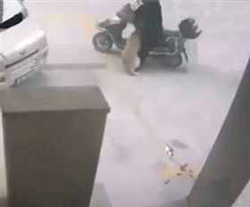 寵物被偷走，卻自己逃脫回家。（圖／翻攝自搜狐　大爱萌狗控）