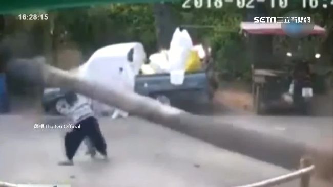 泰恐怖！10米高椰子樹倒塌險砸傷童