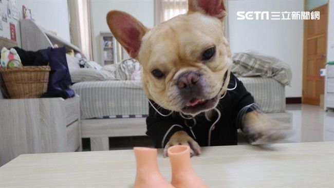 傳汪星人萌照影片　有機會上三立新聞