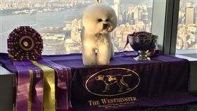 西敏寺狗展,比熊犬,Flynn,犬王(圖/推特 https://twitter.com/WKCDOGS)