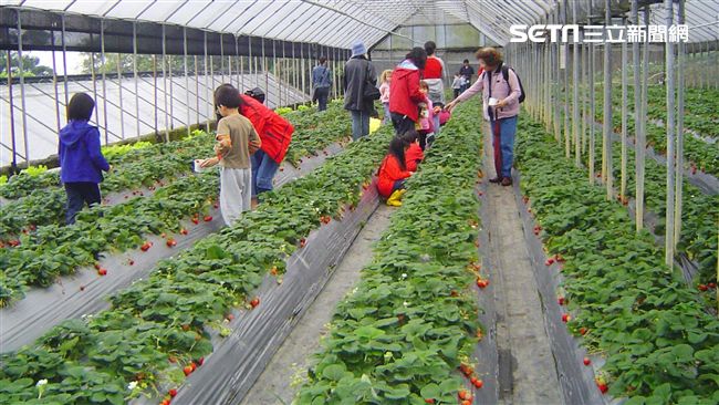 走春免塞國道～北市內湖採草莓全攻略