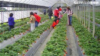 走春免塞國道～北市內湖採草莓全攻略