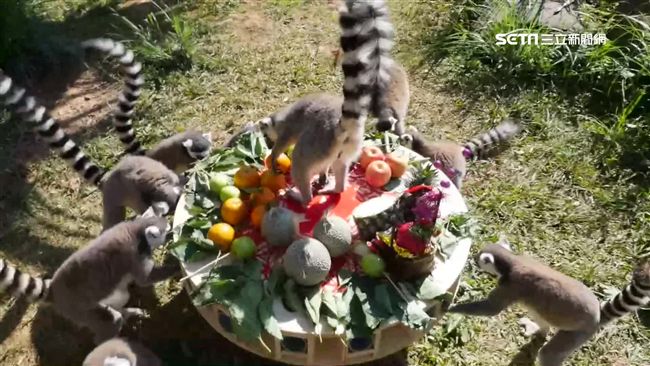 狐猴也圍爐　瘋搶水果大餐模樣萌翻