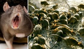 老鼠,超級老鼠,super rat,基因突變,抗藥性,L120Q,瘟疫,英國,多塞特郡　圖／翻攝自推特　https://goo.gl/bisgv2